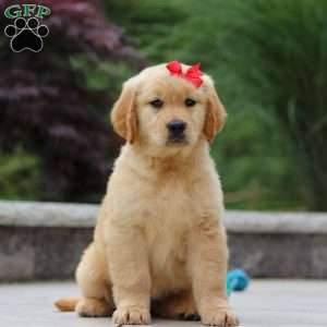 Olivia, Golden Retriever Puppy